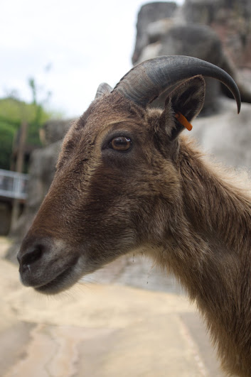 Taronga 2012 - Himalayan Tahr