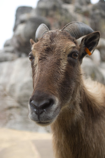 Taronga 2012 - Himalayan Tahr