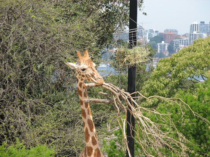 Taronga 2012 - Hybrid Giraffe