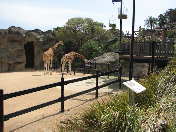Taronga 2012 - Hybrid Giraffes