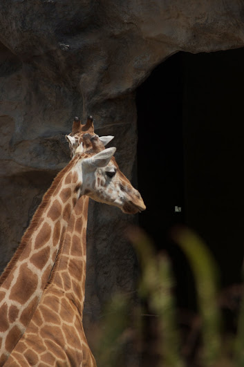 Taronga 2012 - Hybrid Giraffes