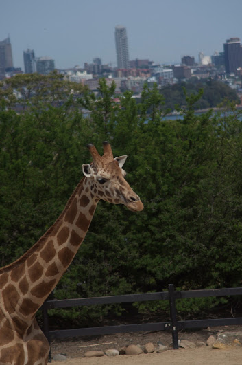 Taronga 2012 - Hybrid Giraffes