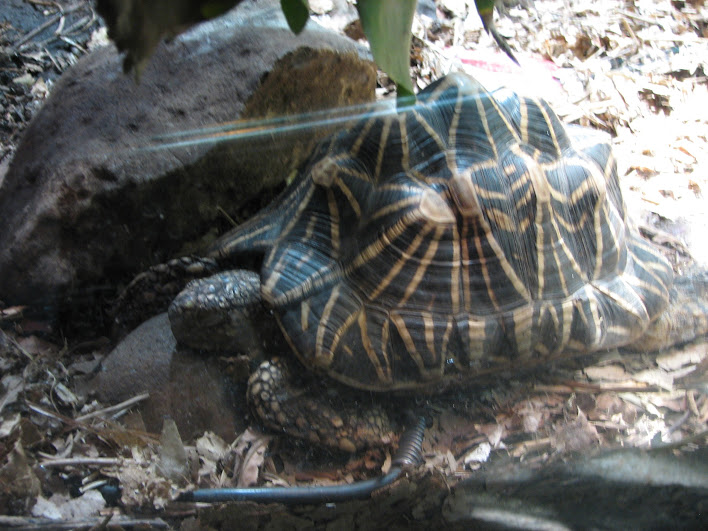 Taronga 2012 - Indian Star Tortoise - Reptile World