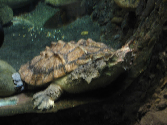 Taronga 2012 - Matamata - Reptile World