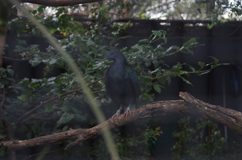 Taronga 2012 - Nicobar Pigeon - Moore Park Aviary