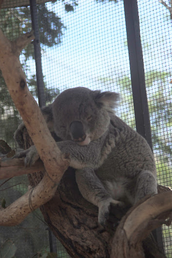 Taronga 2012 - Northern Koala in the Old Education Centre