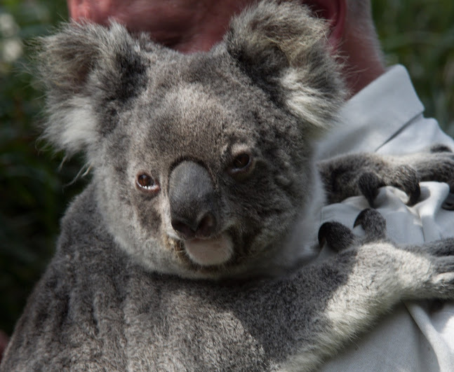 Taronga 2012 - Northern Koala in the Old Education Centre
