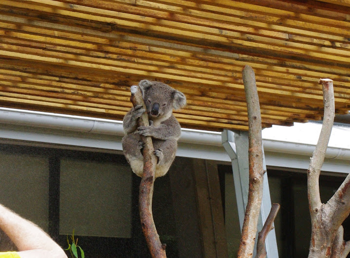 Taronga 2012 - Northern Koala