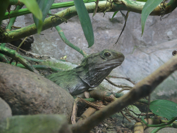 Taronga 2012 - Northern Tuatara - Reptile World