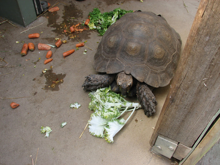 Taronga 2012 - Old Education Centre - Asian Brown Tortoise?