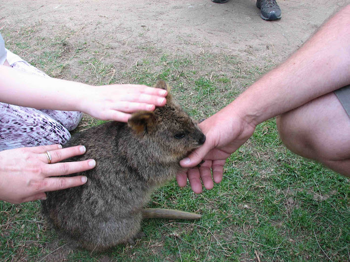 Taronga 2012 - Old Education Centre - Autumn the Quokka