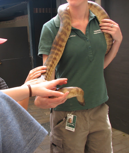 Taronga 2012 - Old Education Centre - Black-headed Python