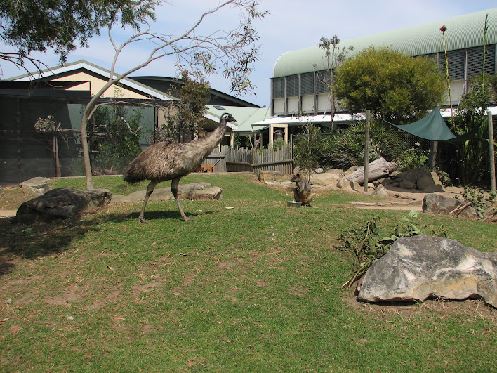 Taronga 2012 - Old Education Centre - Emu and Swamp Wallaby