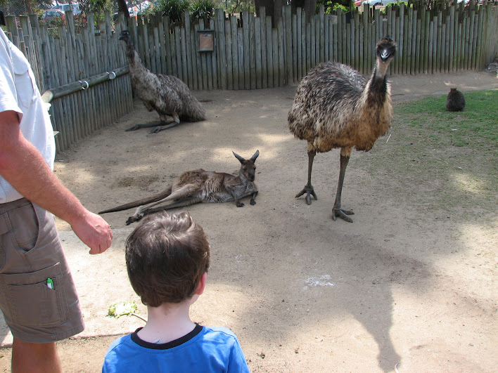 Taronga 2012 - Old Education Centre - Emus and Western Grey Kangaroo