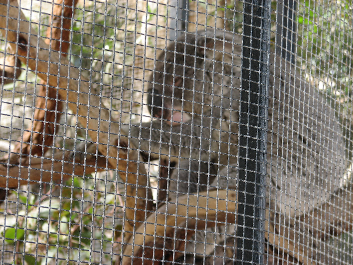 Taronga 2012 - Old Education Centre - Northern Koala