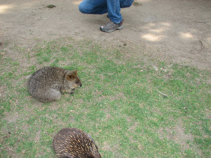 Taronga 2012 - Old Education Centre - Short-beaked Echidna and Autumn the Quokka