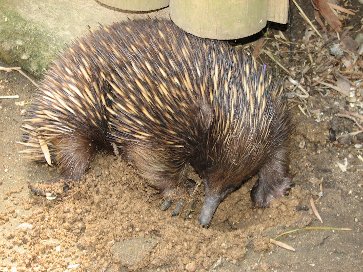 Taronga 2012 - Old Education Centre - Short-beaked Echidna just outside the tortoise indoor housing
