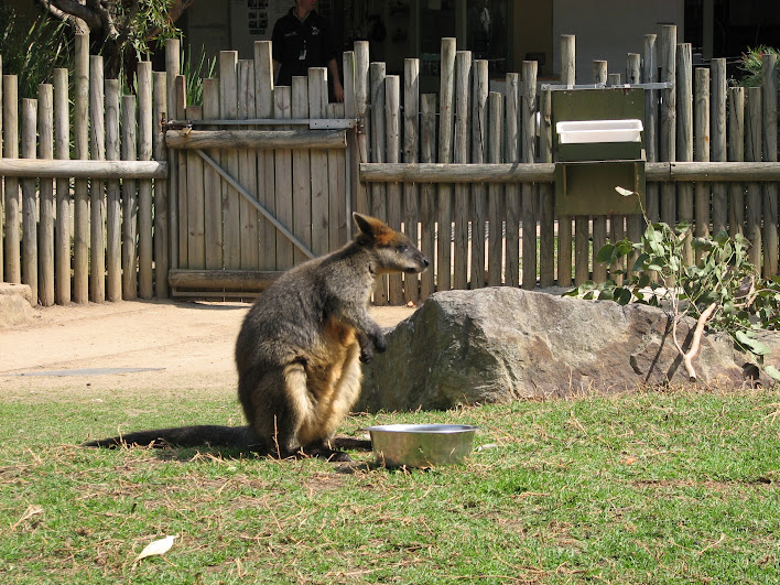 Taronga 2012 - Old Education Centre - Swamp Wallaby