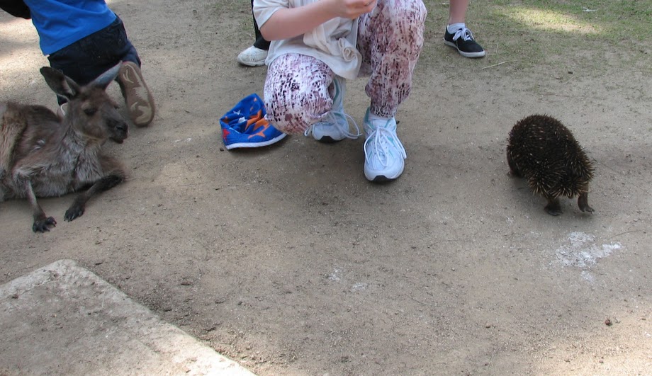 Taronga 2012 - Old Education Centre - Western Grey Kangaroo and Short-beaked Echidna