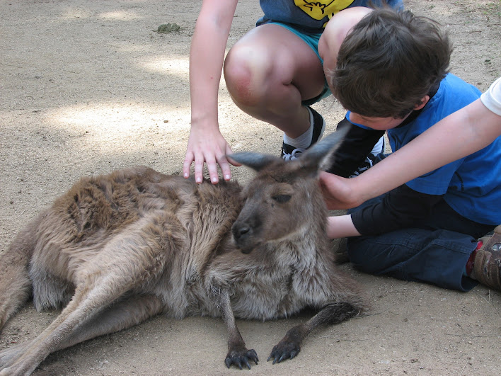 Taronga 2012 - Old Education Centre - Western Grey Kangaroo