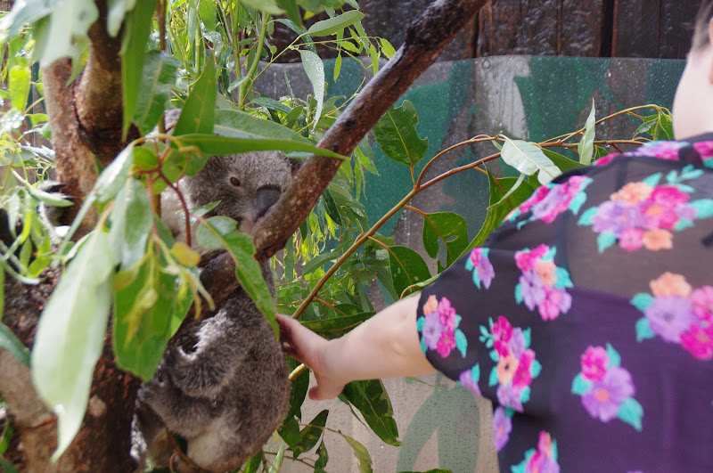 Taronga 2012 - Patting a Northern Koala