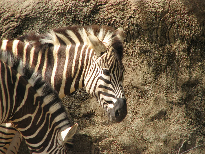 Taronga 2012 - Plains Zebra