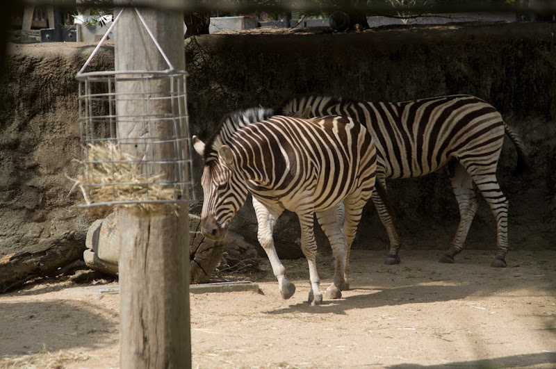 Taronga 2012 - Plains Zebras, possibly pure Burchell's Zebras