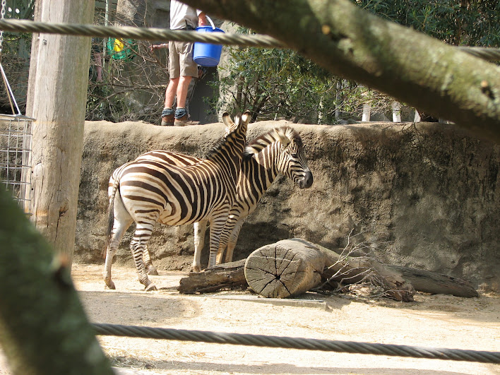 Taronga 2012 - Plains Zebras