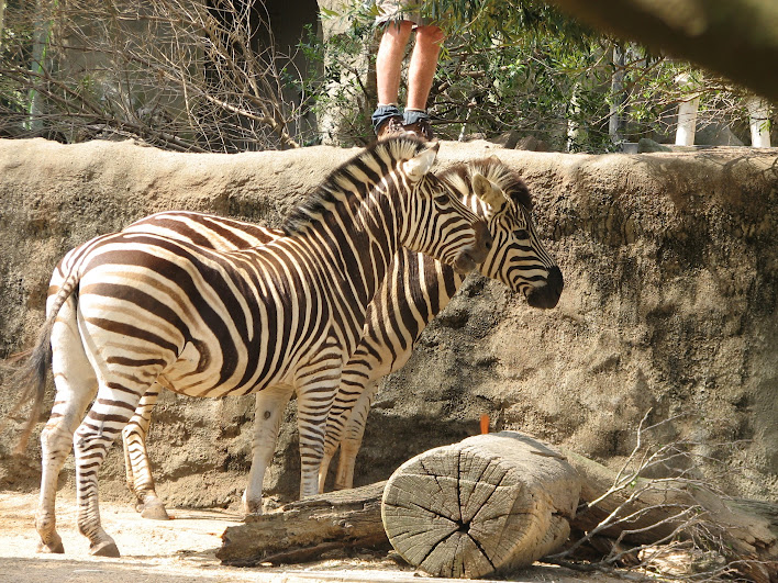 Taronga 2012 - Plains Zebras