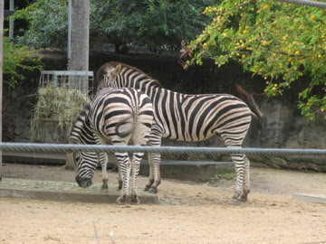 Taronga 2012 - Plains Zebras