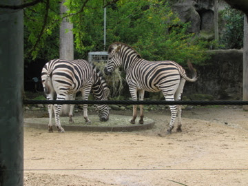 Taronga 2012 - Plains Zebras