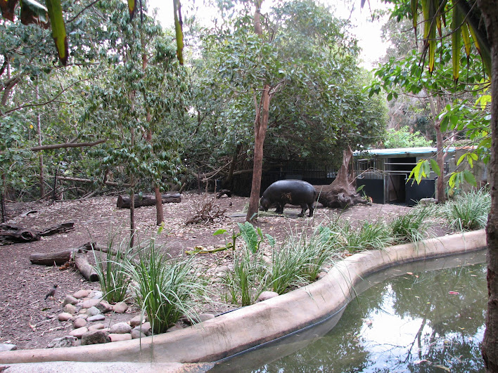 Taronga 2012 - Pygmy Hippo and Ruddy Shelduck exhibit