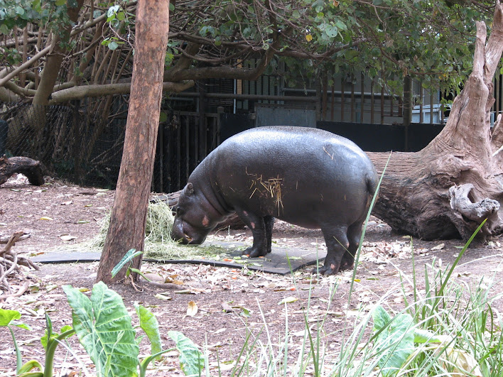Taronga 2012 - Pygmy Hippopotamus