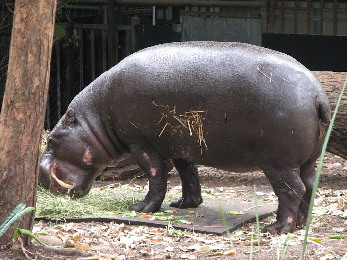 Taronga 2012 - Pygmy Hippopotamus