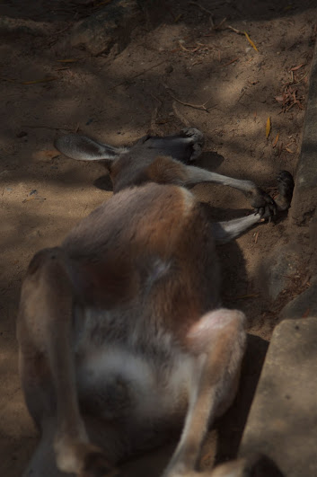 Taronga 2012 - Red Kangaroo in the Old Education Centre
