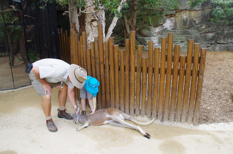 Taronga 2012 - Red Kangaroo - Old Education Centre