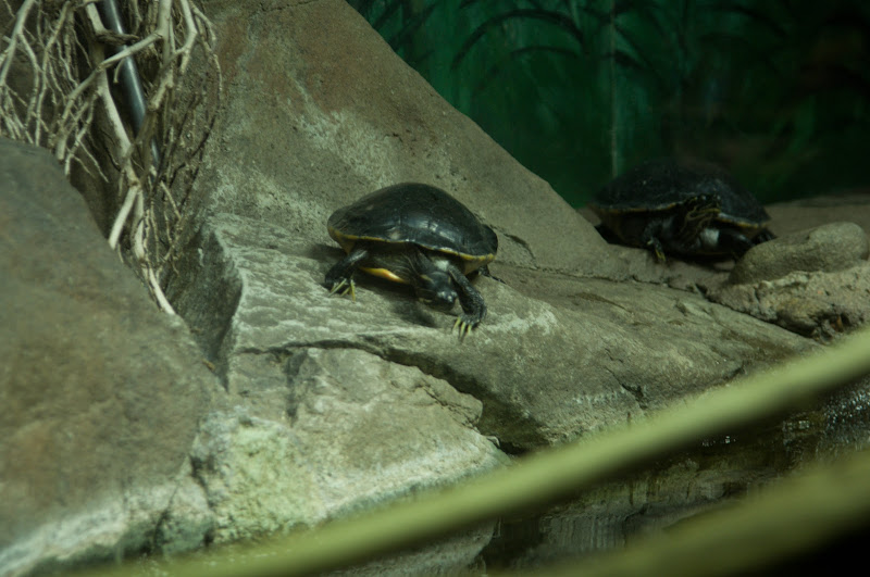 Taronga 2012 - Reptile World - Eastern River Cooter