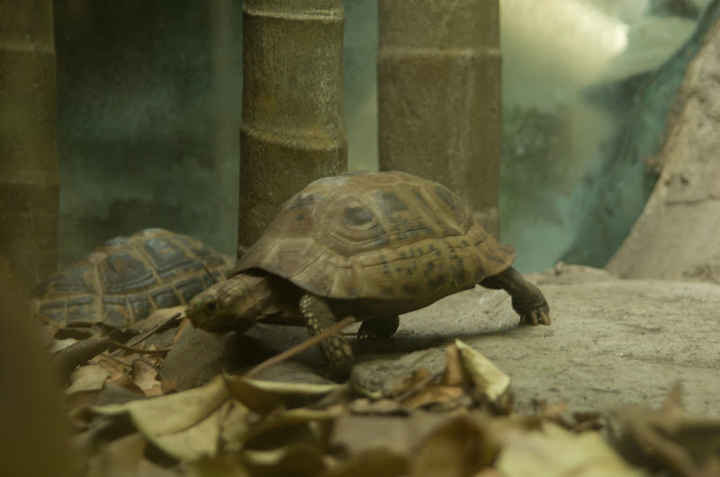 Taronga 2012 - Reptile World - Elongated Tortoise