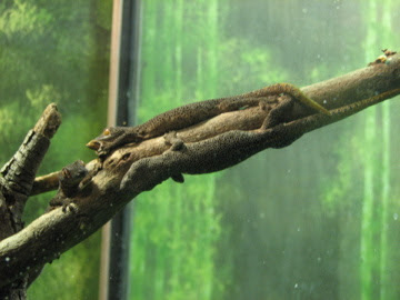 Taronga 2012 - Reptile World - Golden-tailed Geckoes