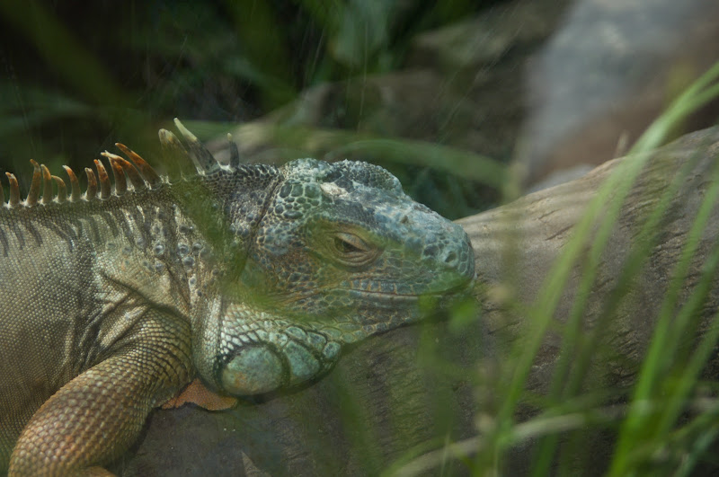 Taronga 2012 - Reptile World - Green Iguana