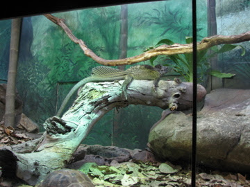 Taronga 2012 - Reptile World - Philippine Sailfin Lizard and Elongated Tortoises