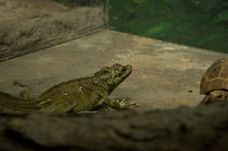 Taronga 2012 - Reptile World - Philippine Sailfin Lizard
