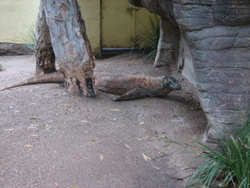 Taronga 2012 - Reptile World - Tuka the Komodo Dragon