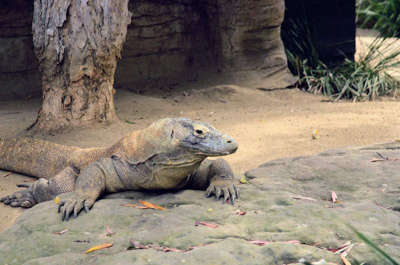 Taronga 2012 - Reptile World - Tuka the Komodo Dragon