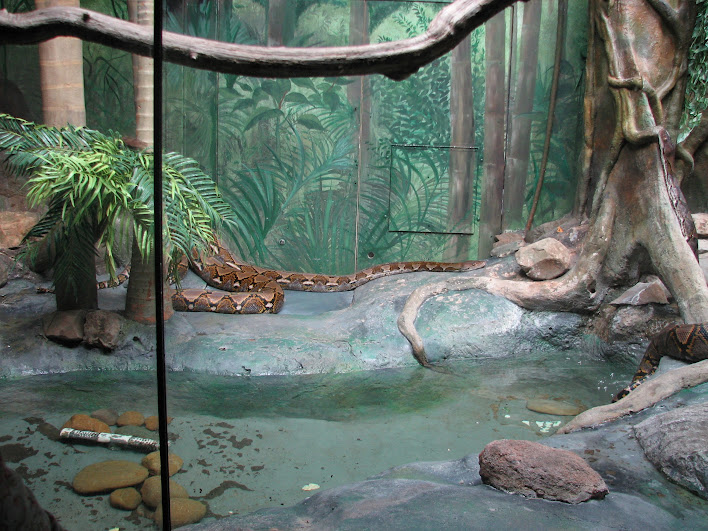 Taronga 2012 - Reticulated Pythons - Reptile World