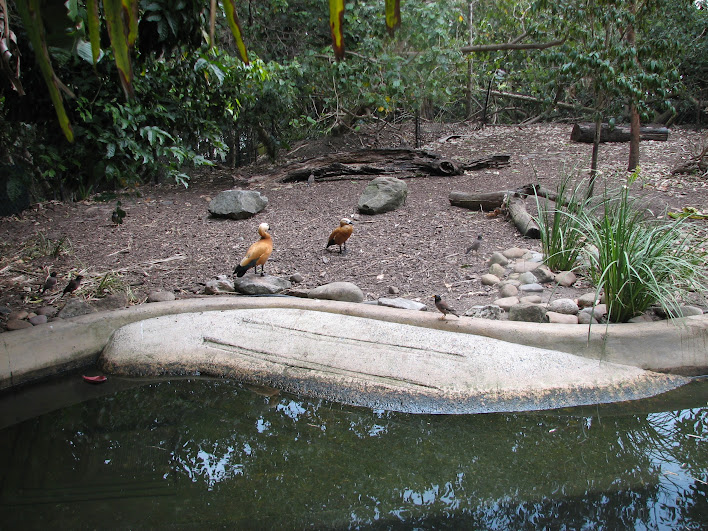 Taronga 2012 - Ruddy Shelducks and wild Indian Mynahs in the Pygmy Hippo exhibit