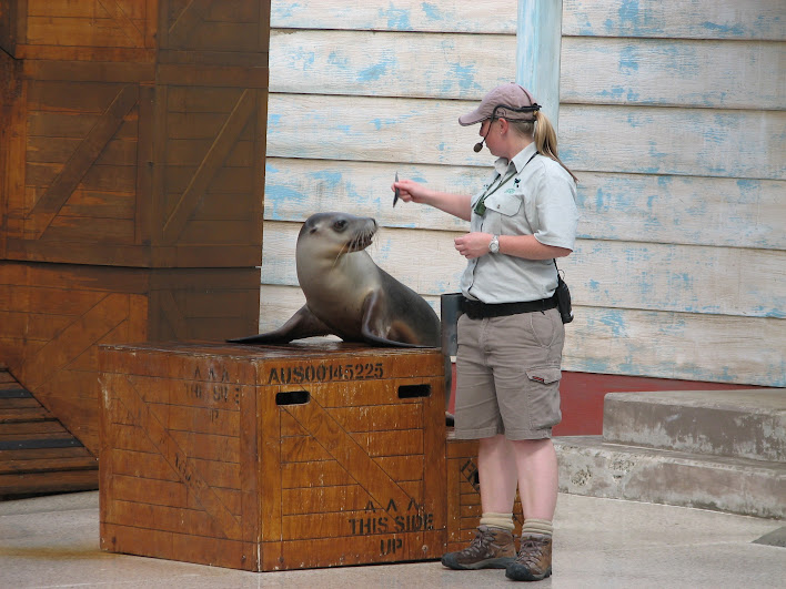 Taronga 2012 - Seal Show - Australian Sea Lion