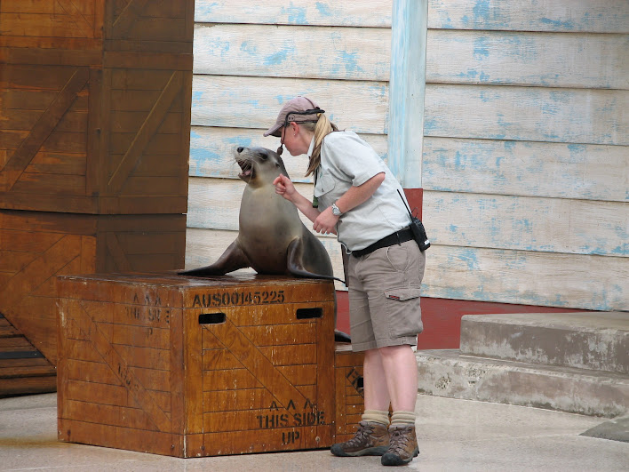 Taronga 2012 - Seal Show - Australian Sea Lion