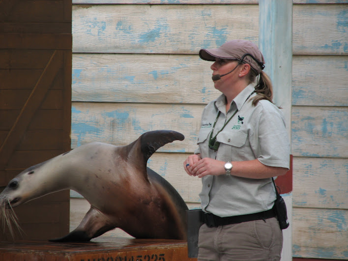 Taronga 2012 - Seal Show - Australian Sea Lion