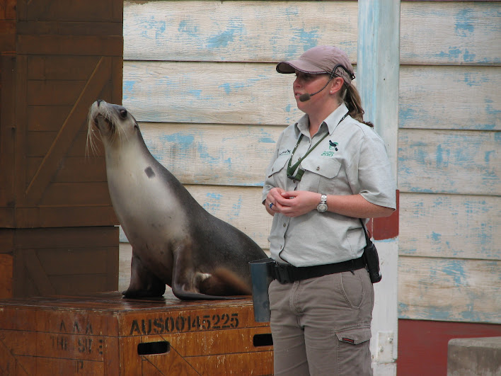Taronga 2012 - Seal Show - Australian Sea Lion